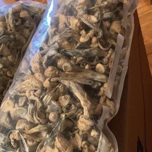 FUSION BARS 4 GRAMS MUSHROOMS