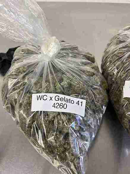 Gelato 41 [A+++] 100g - €660 Telegram:Strainpiratedn