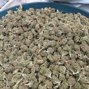 Gelato 41 [A+++] 500g - €2520 TG:Strainpirate