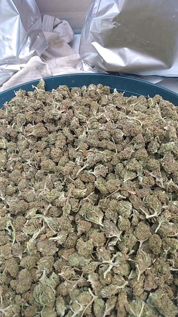 Gelato 41 [A+++] 500g - €2520 TG:Strainpirate